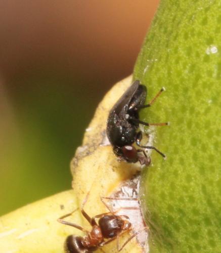 Discomyza incurva